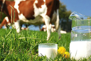 Süt Üretiminde Büyük Artış