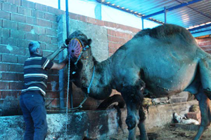 Bakıcısını Öldüren Deve Mezbahaya Verildi