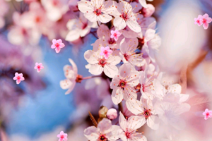 Japonya da Kiraz Çiçekleri 6 Ay Erken Açtı