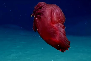 İlk Kez Görüldü Başsız Tavuk Canavarı