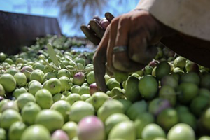 Az Yağış Zeytini Vurdu