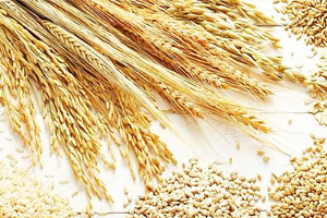 Hububat ve Bakliyat İhracatı İzni Verildi