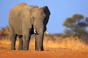 Hayvanların Yüzde 60 ı 50 Yılda Yok Oldu