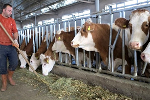 Ahır Projesiyle Hayvancılığa Büyük Destek