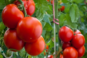 Domates Fiyatları Neden Yükseldi