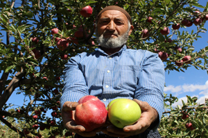 Aynı Ağaçta Hem Yeşil Hem Kırmızı