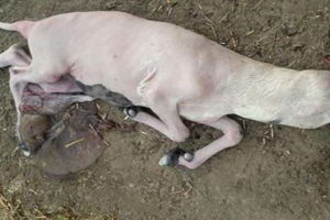 Aydın da Kuzu Başsız Doğdu Görenler Hayrete Düştü