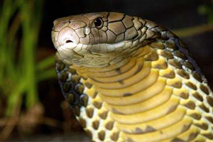 maymun yilan terbiyecisinin elindeki