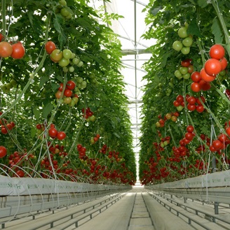 Toprak Olmadan Tarım Olur Mu