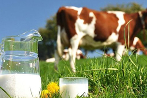 Eylül de Yumurta Azaldı Süt Arttı