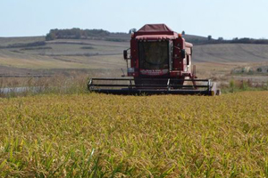 Çeltik Fiyatı Açıklandı