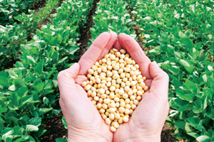 Yerli Tohum Üretimi 1 Milyon 50 bin Ton