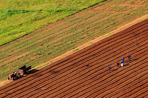 Hazineye Ait bin 793 Taşınmaz Çiftçiye Kiralandı