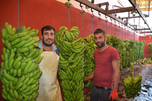 Muz Üreticileri Destek Verdi Kilosu 3 Liraya Düştü