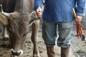 İlginç Referandum İnekler Boynuzlu mu Olsun Boynuzsuz mu