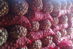 Soğan Depolarına Baskın