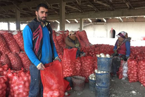 Soğan Fiyatlarının Artış Sebebi Sadece Stokçuluk Değil