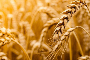 Küresel Gıda Fiyatları Geriledi