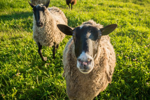 134 Adet Kırsal Kalkınma Projesine 92 Milyon TL Hibe