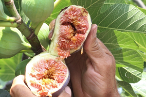 Aydın da İncir ve Pamuk Üreticisinin Sorunları Ciddi Boyutlara Ulaştı