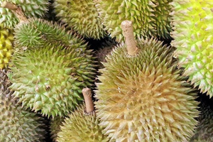 Uçak Meyve Kokusu Nedeniyle Rötar Yaptı