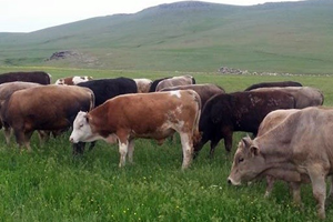 Çaldığı 25 Büyükbaş Hayvanla Yakalandı