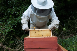 Arı Yetiştiricilerine Mum ve Kovan Desteği