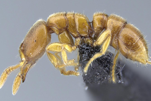 Dünyanın En Hızlı Isırığı Bu Canlılara Ait