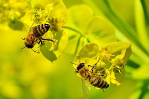 Bakanlık Açıkladı Arılara Zarar Veren 3 Pestisit Yasaklanıyor