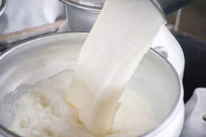 Süt Prim Desteği 25 Kuruşa Çıkacak