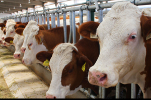 50 Hayvancılık Projesine 37 Milyon TL Destek