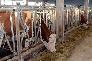 Bakanlık Açıkladı Hayvancılık Yatırımlarına Yüzde 50 Hibe Desteği