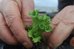 2018 Bitkisel Üretim İstatistikleri Açıklandı