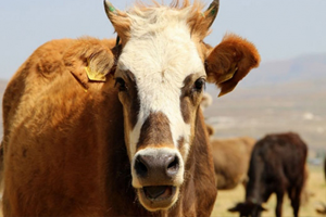 Hindistan da Müslümanlara Yönelik İnek Eti Kesildiğine Dair Protesto