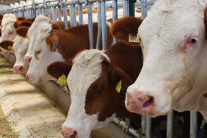 Hayvancılık Nereye Gidiyor