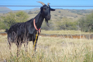 Sahibinin 20 Bin Euro sunu Yiyen Keçinin Hazin Sonu