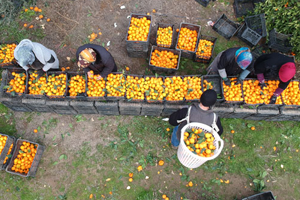 45 Yıl Önce Diktiler Şimdi 30 Bin Ton Ürün Elde Ediyorlar