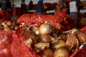 Soğan Fiyatlarının En Büyük Sebebi Korsan Tohum