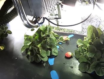 Hasadı Robotlar Yaparsa