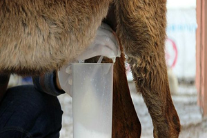 O Sütten Şifa Buldu Kendi Çiftliğini Kurdu