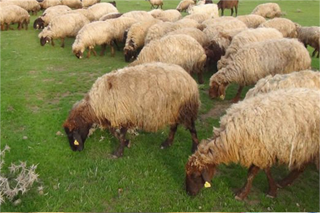 Arz ve Talep Dengelenirse Et Fiyatları Normale Döner