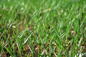 Ocak Ayı Yağışları Çiftçiyi Umutlandırdı