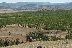 Tarlaları Birleştirip Meyve Bahçesi Kurdular