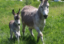 At ve Eşeklere Kimlik Geliyor