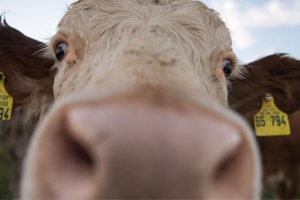 Kahraman İnek Özgürlüğe Yüzdü