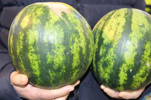 Kilosu 5 Liradan Satılmaya Başladı