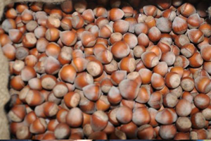 TMO 138 Bin Ton Fındığı Satışa Çıkardı