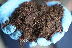 Solucan Gübresi Üreten Kişiler Kayıt Altına Alınacak