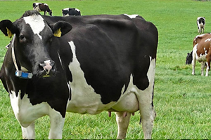 İnek Kiralamada Fiyasko