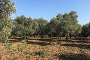 Tarımsal Destekler Belli Oldu